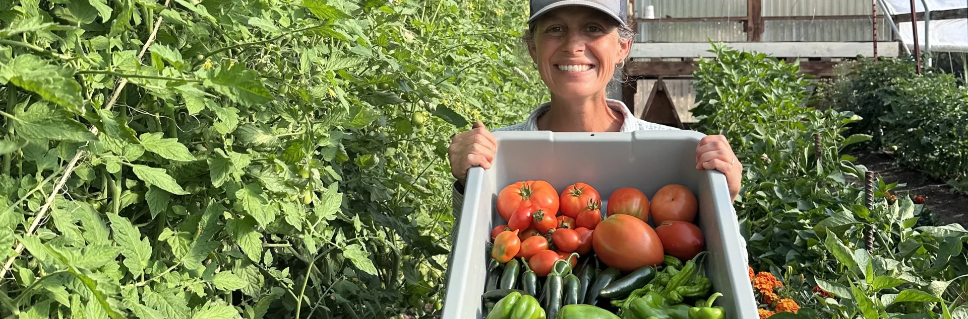 Leah Larsen of Bidwell Canyon Farm displays a container with a harvest of tomatoes and peppers from her hoophouse