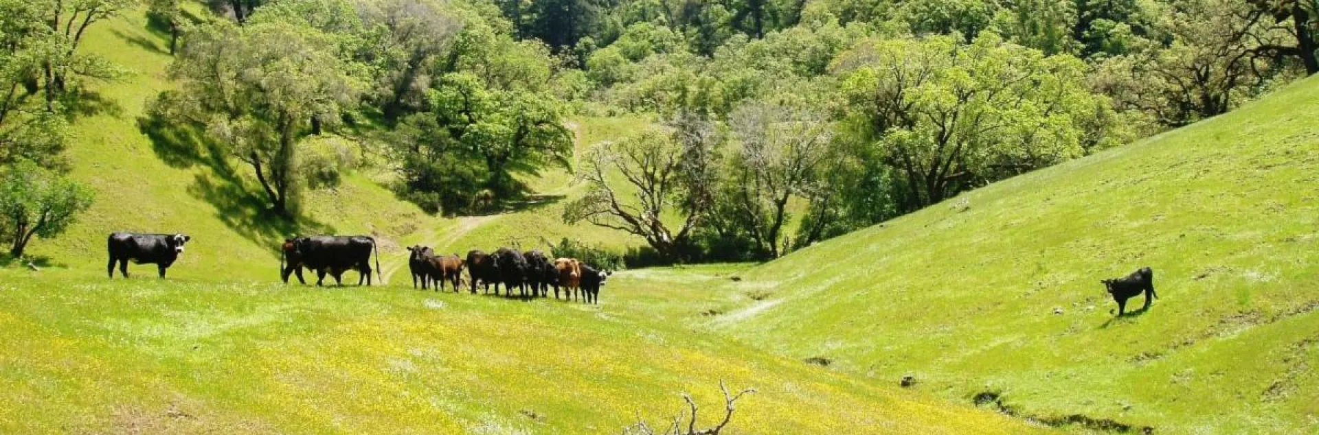 Cattle grazing on ranchland.