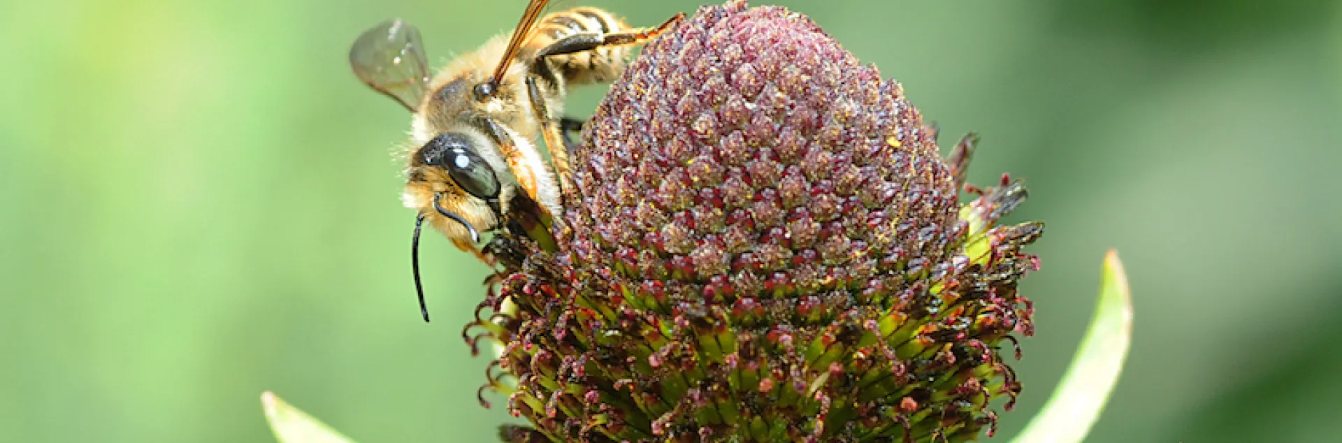 Megachile fidelis