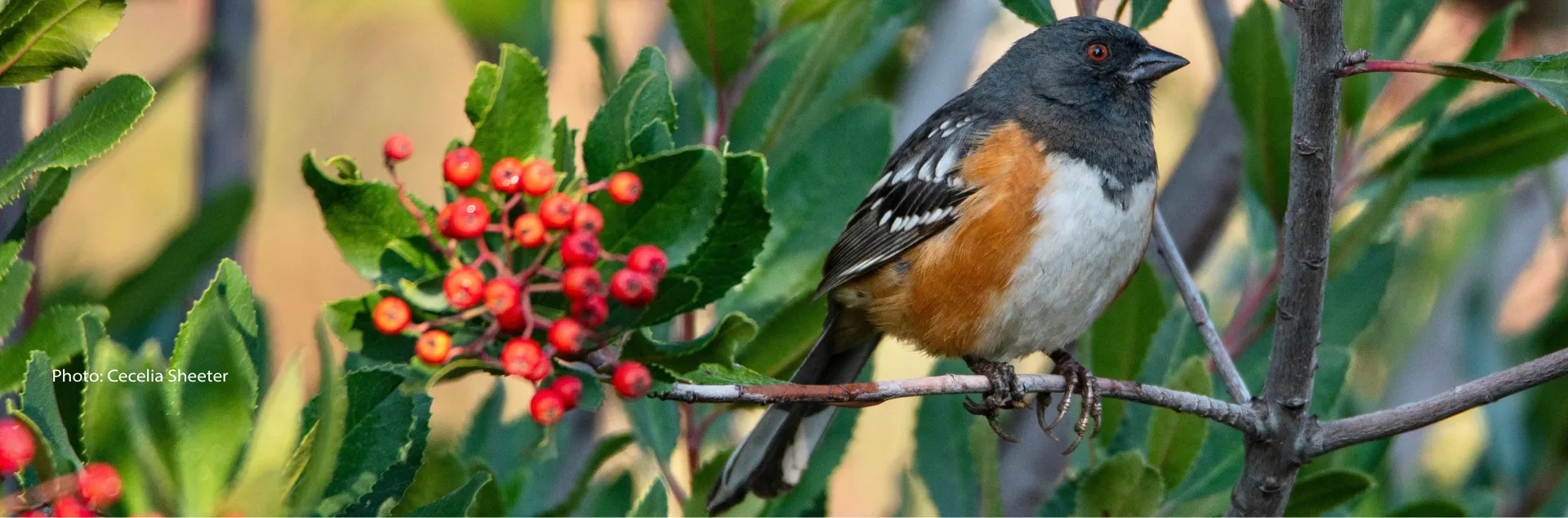 Spotted towhee in Toyon tree