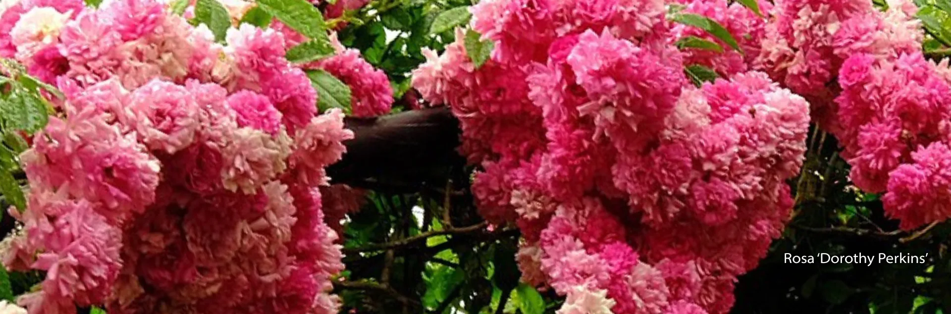 Bright pink roses