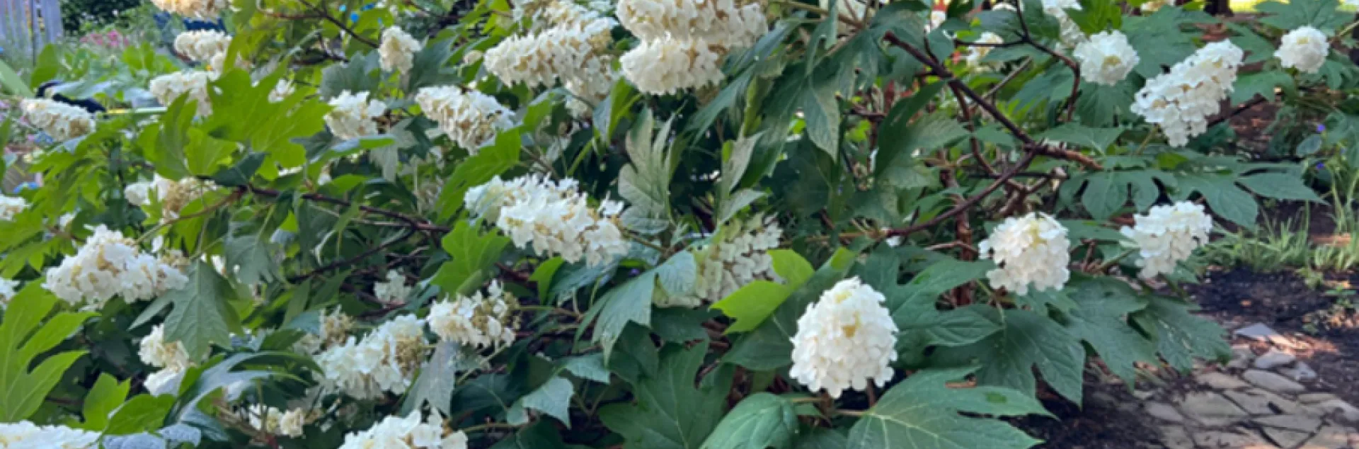 Oakleaf Hydrangea bush