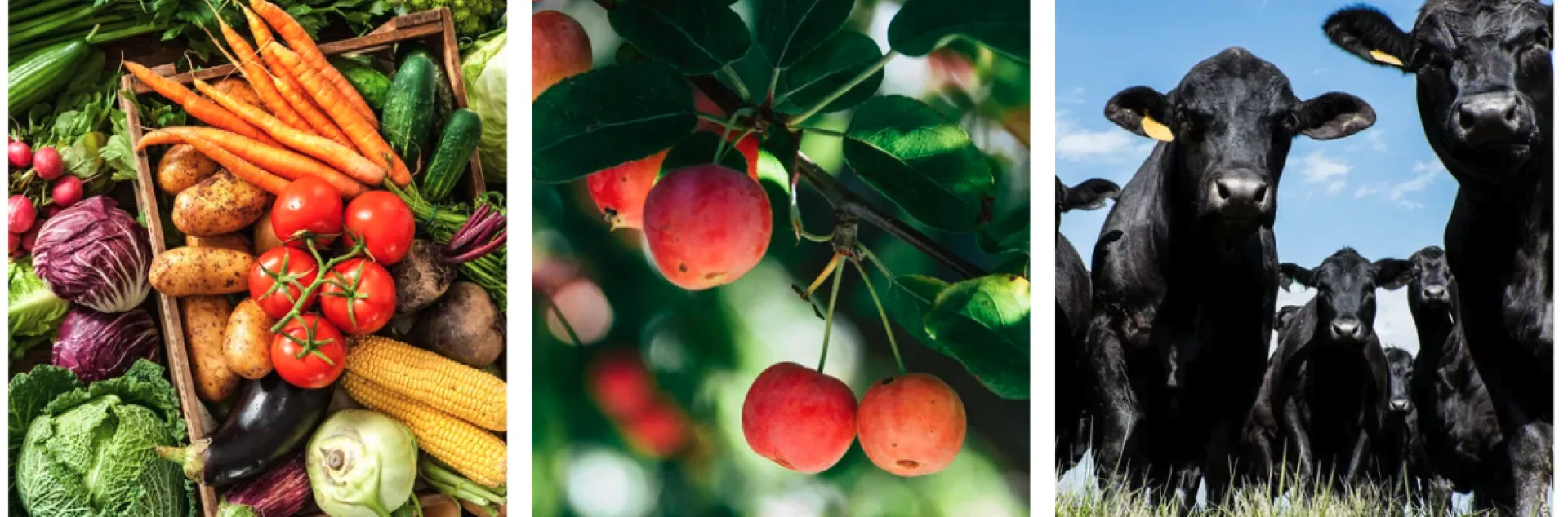 Three image collage. The right image is an array of colorful vegetables overlapping. The center image is pale pink cherries hanging on a tree. The far right image is black cattle looking at the camera from a low angle.
