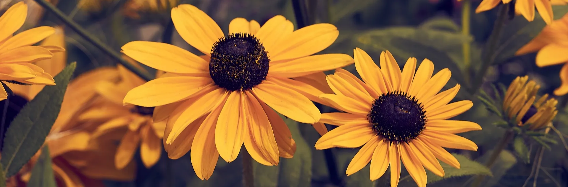 Yellow and brown gloriosa daisies