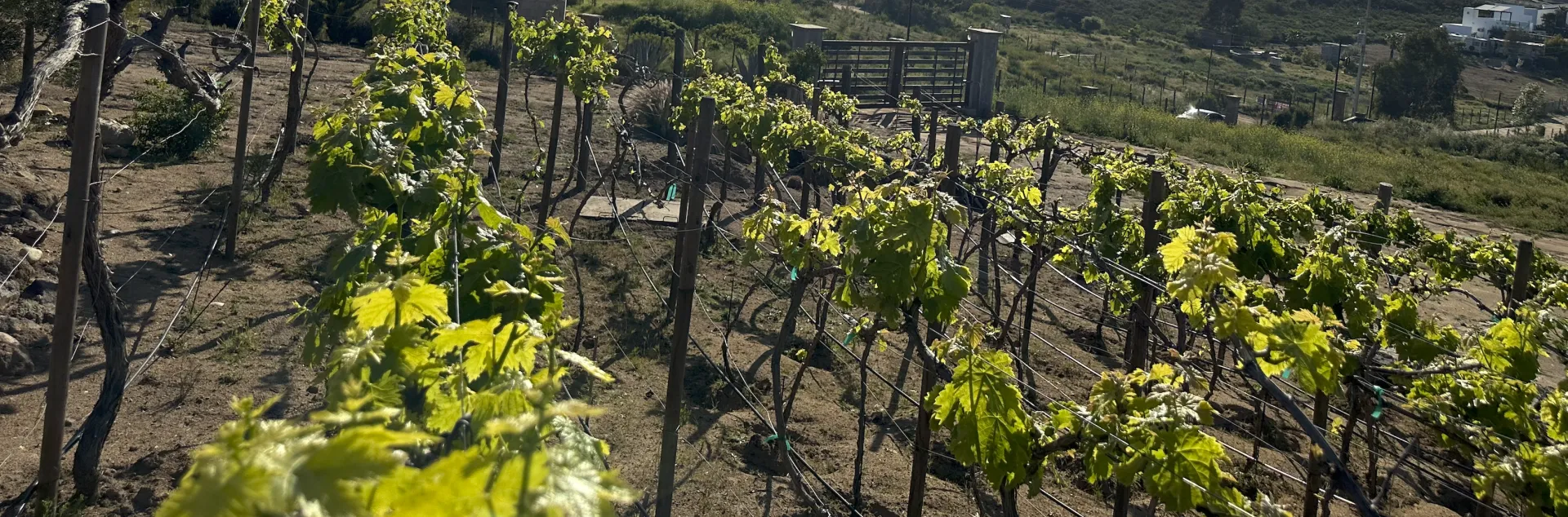 Vid en cultivo.