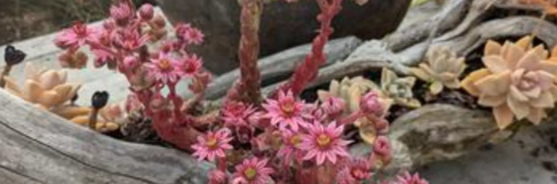 Sempervivum arachnoideum (hens and chicks) in bloom