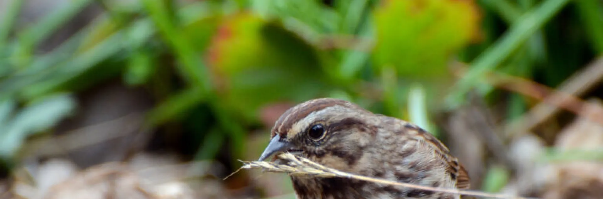 Sparrow Eating Grass Seeds,