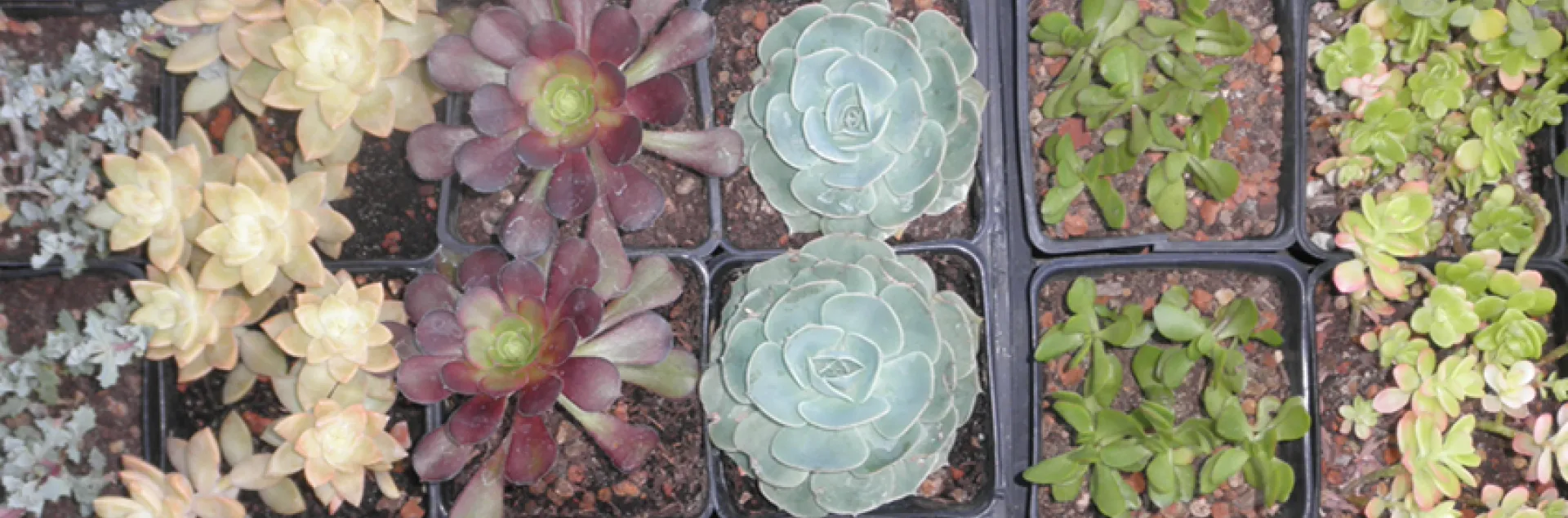 Six varieties of small succulent plants