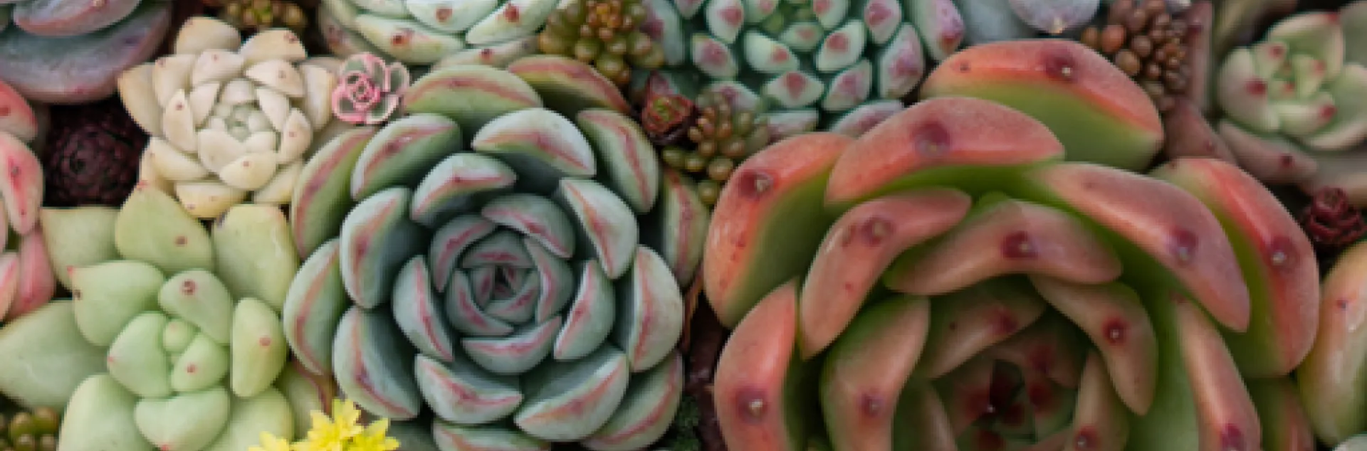 Top view of various succulent plants