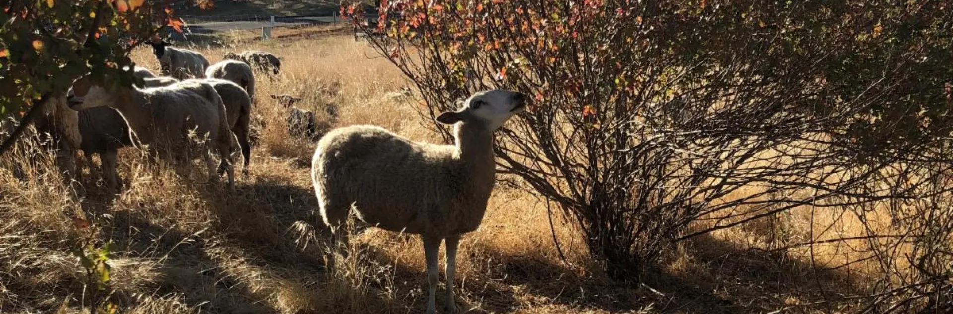 Sheep graze on shrubs.