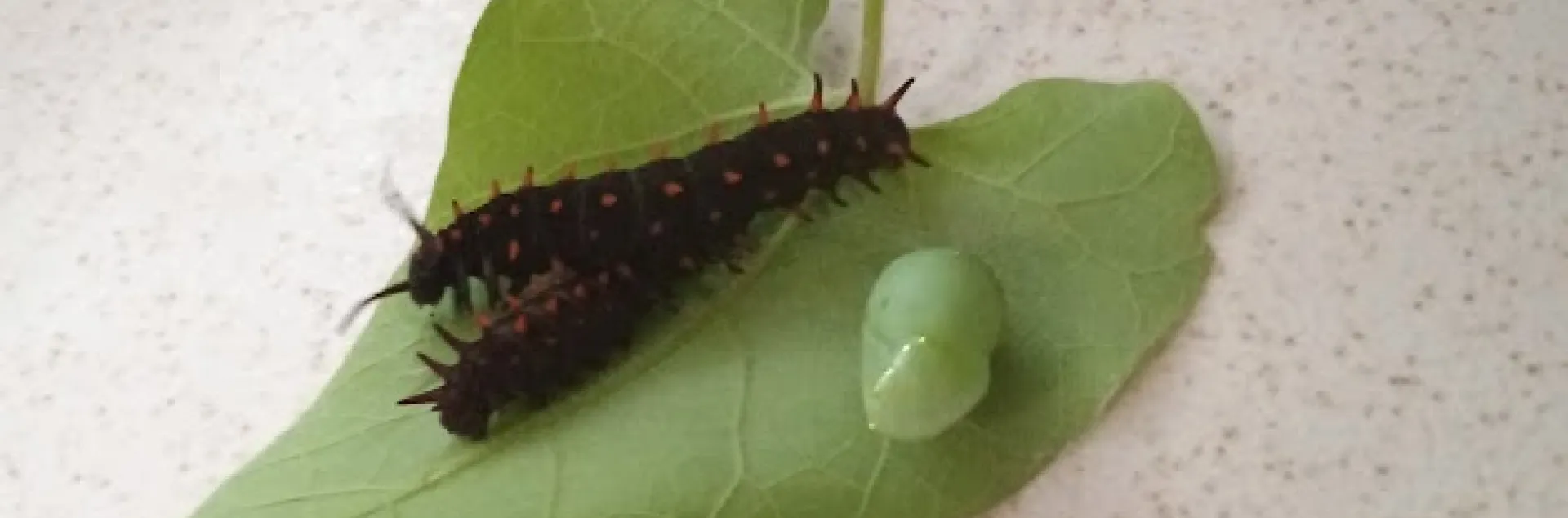 Two monarch larvae, black with black spines, on a green pipevine leaf, next to a femalle monarch pupae, in the author's garden