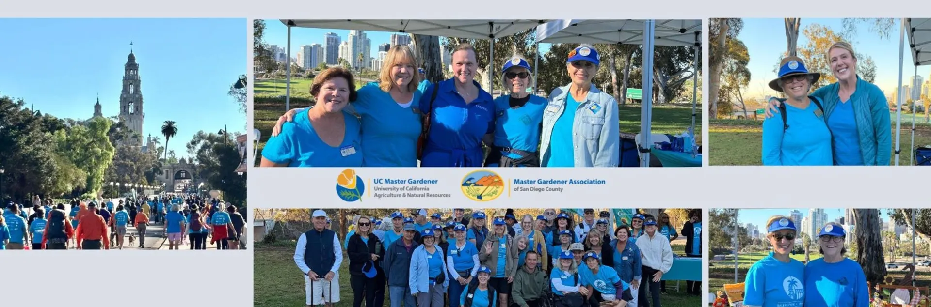 Collage of Master Gardener volunteers outdoors in blue shirts and hats posing in groups at a sunny park and along a street with a tall clock tower in the background; includes banners with logos.
