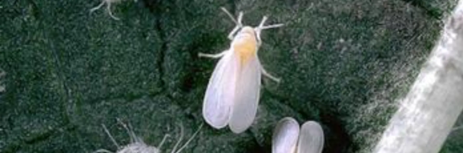 Whitefly adults and nymphs