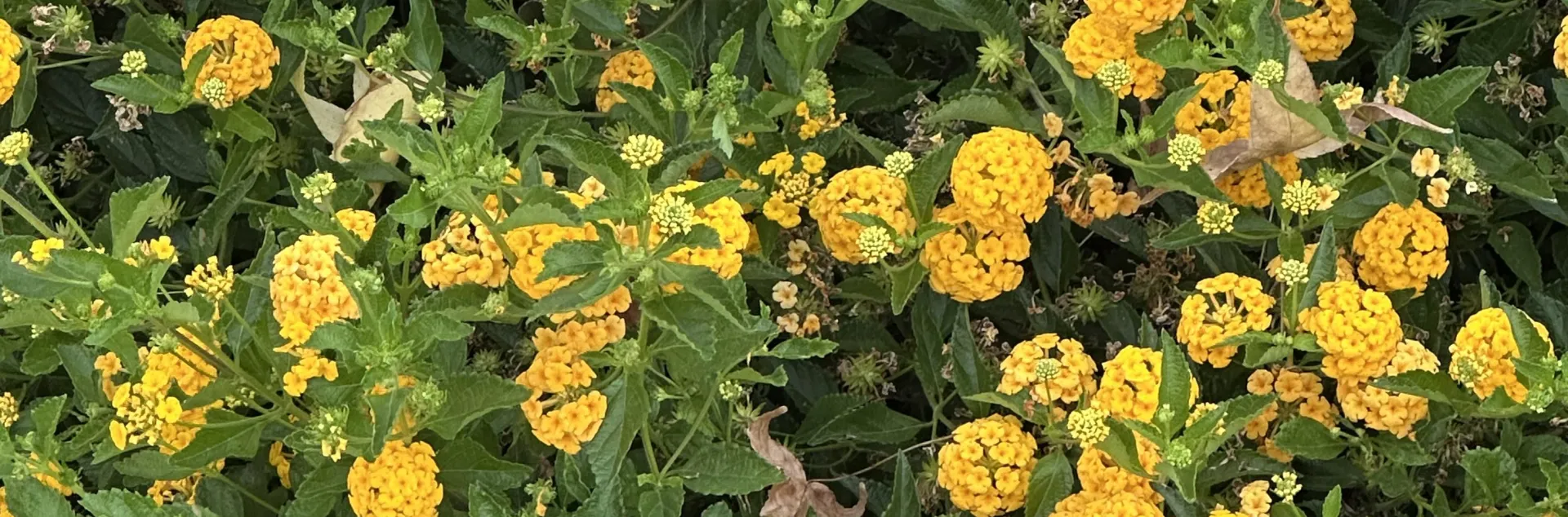 Yellow Lantana