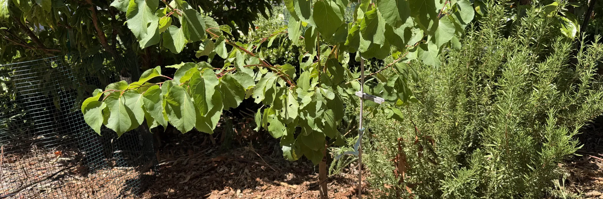 One year old Apricot tree with its summer leaves, next to a rosemary plant