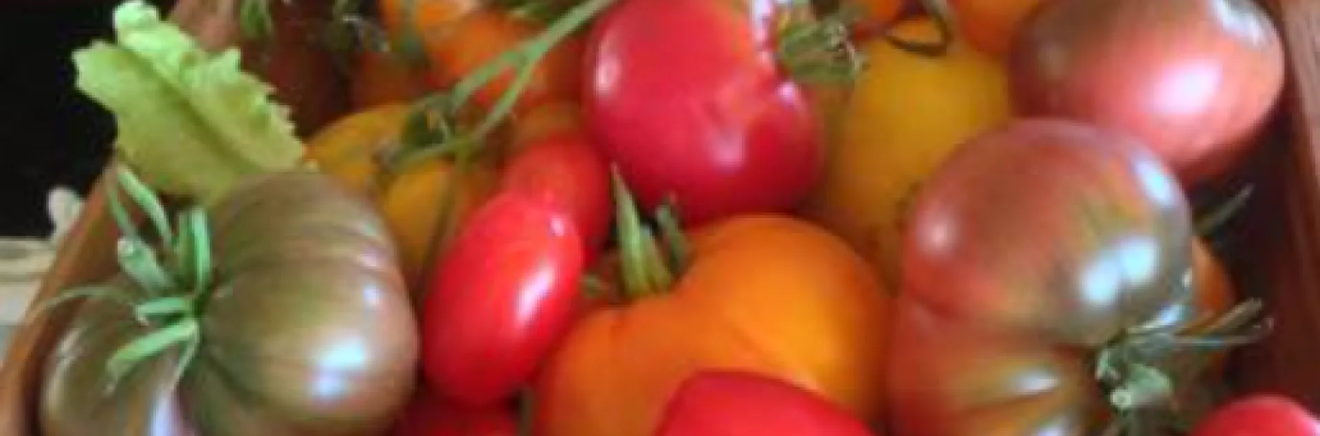 basket of ripe tomatoes