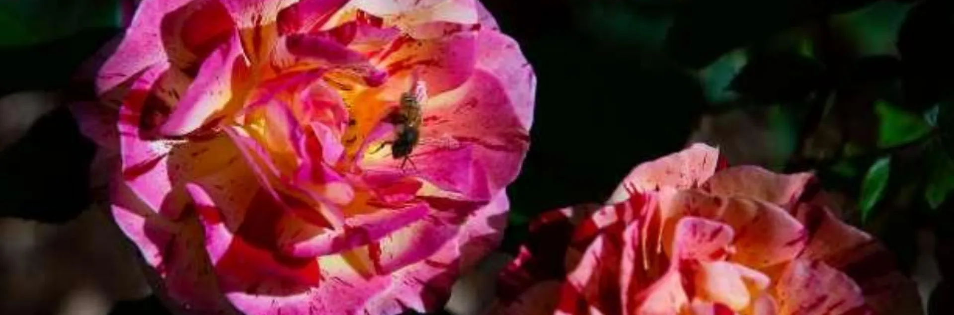 bee pollinating a rose