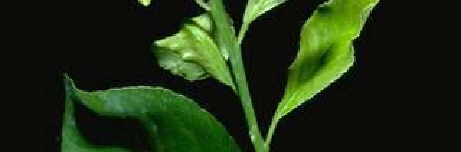 broad mite leaf damage