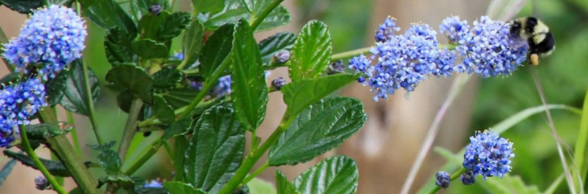 bumble bee pollinating ceanothus blossoms