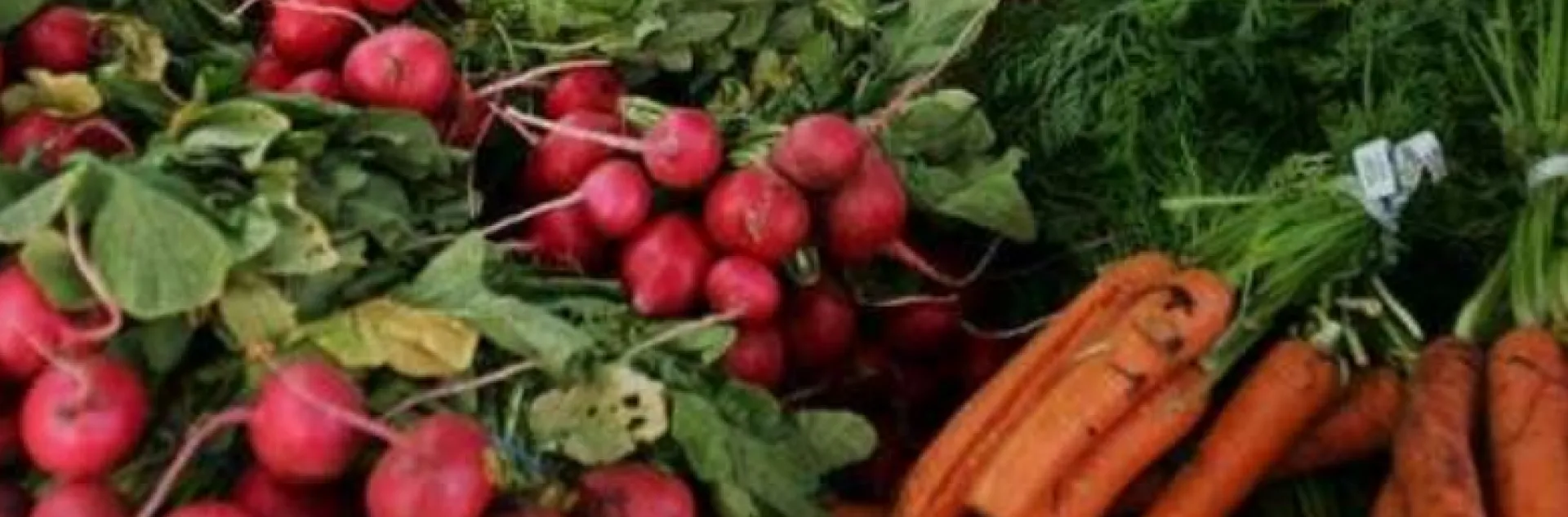 bunches of radishes and carrots