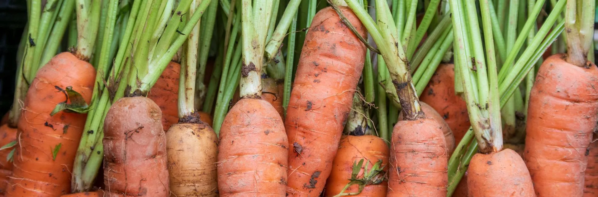 Bunch of carrots
