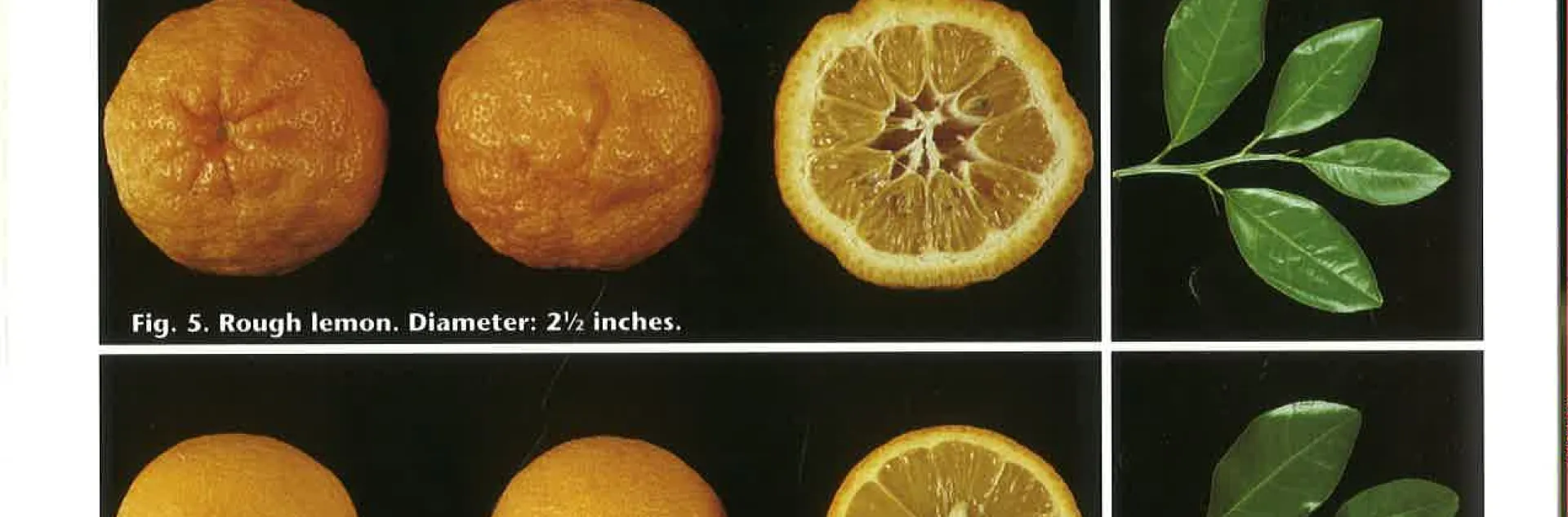 rootstockl fruits