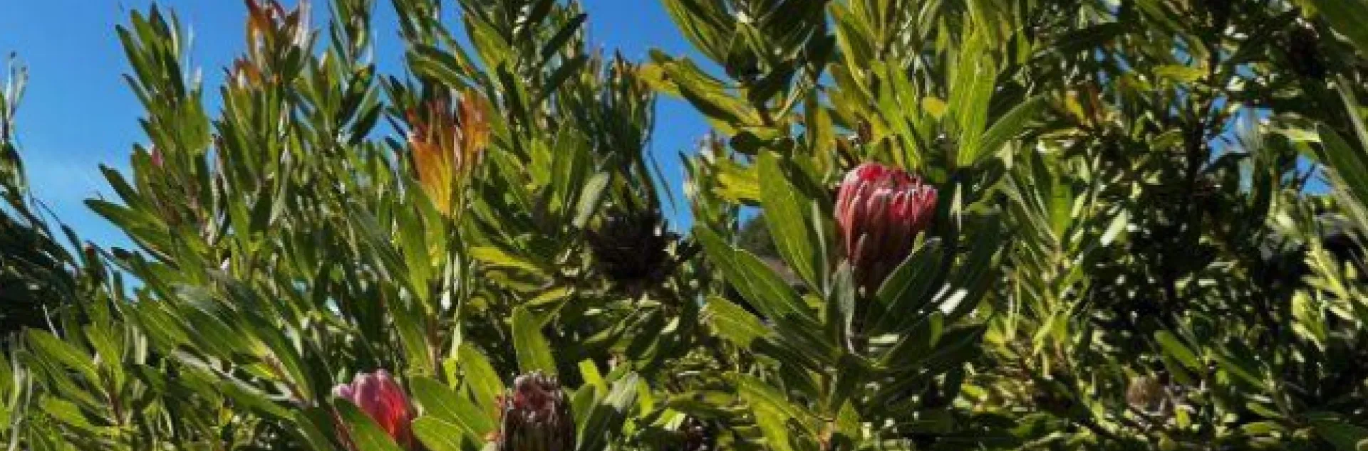 closeup of a protea plant in bloom