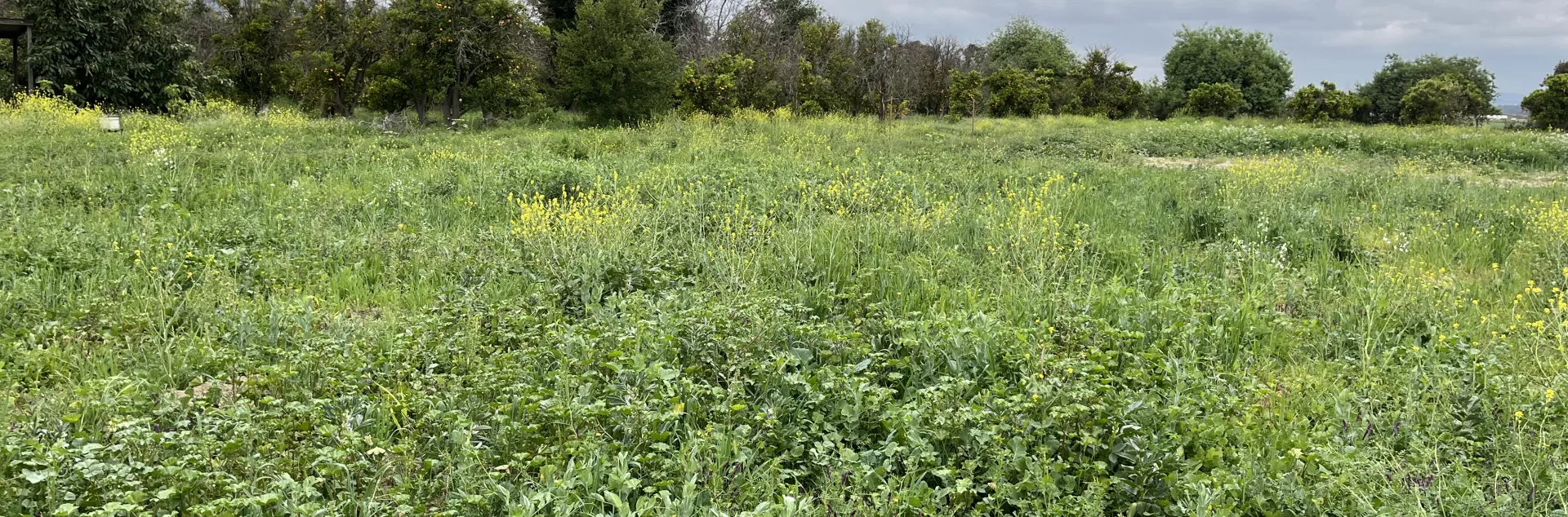 cover crop