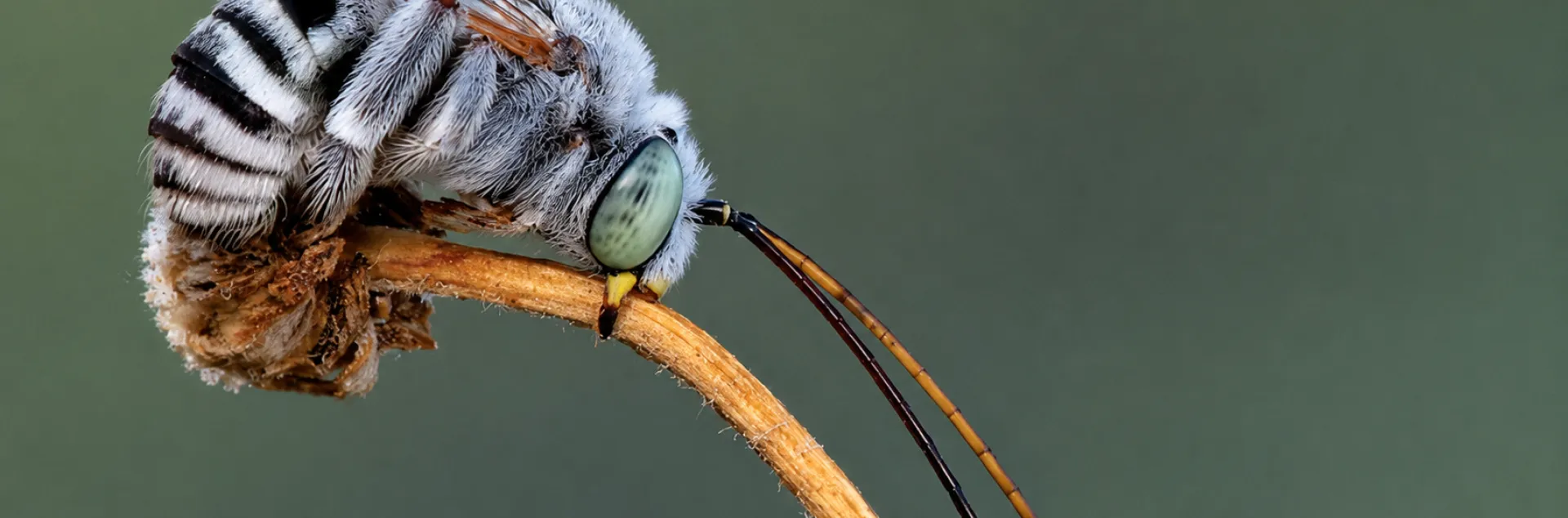 Cover of Bee Genera of North and Central America
