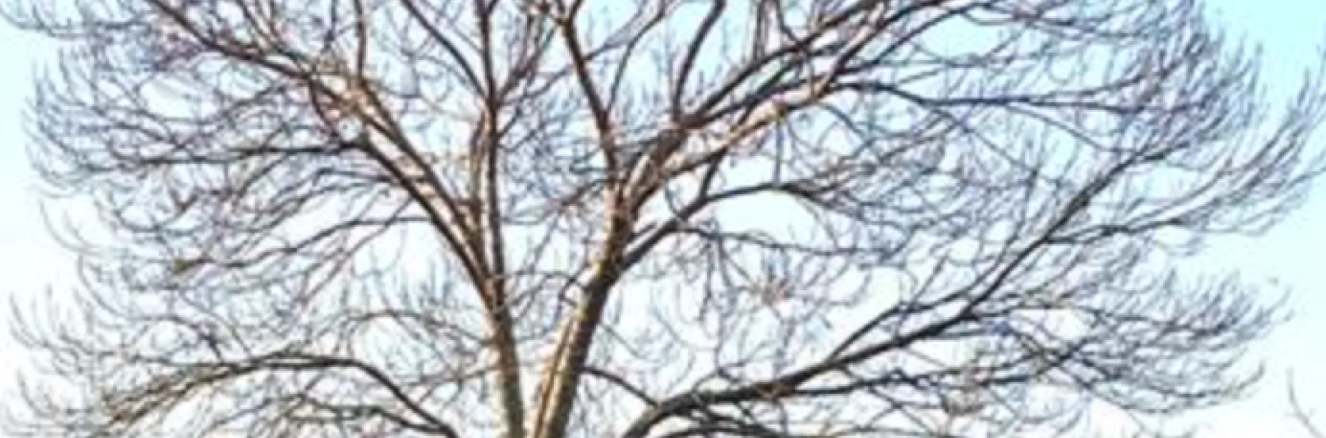 deciduous tree bare of leaves in winter