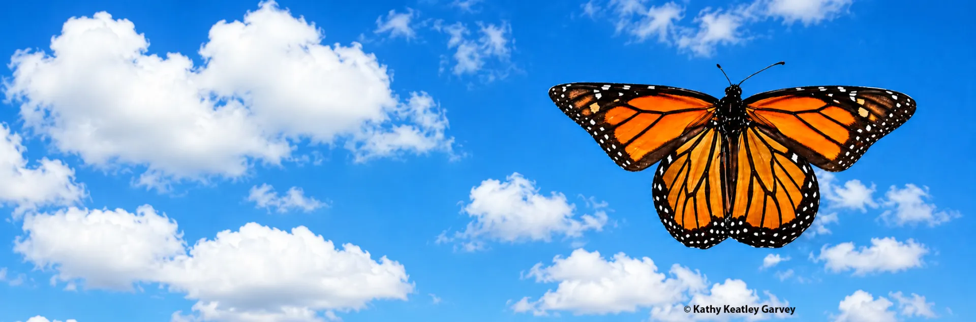 monarch in flight, fluffy white clouds. (Photo by Kathy Keatley Garvey)