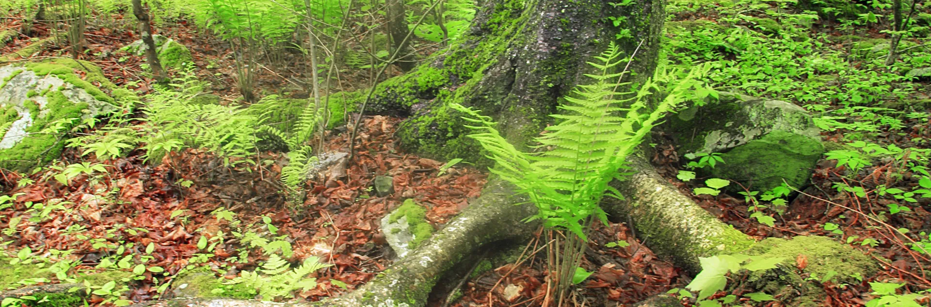 lush forest floor covered in duff, leaves, and low-growing plants