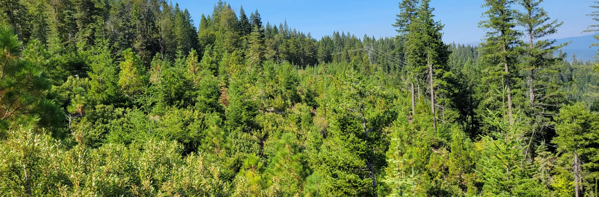 Picture of a forest