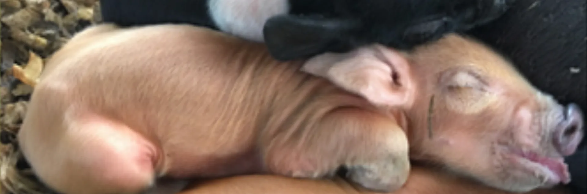 four multicolored piglets sleeping close to each other