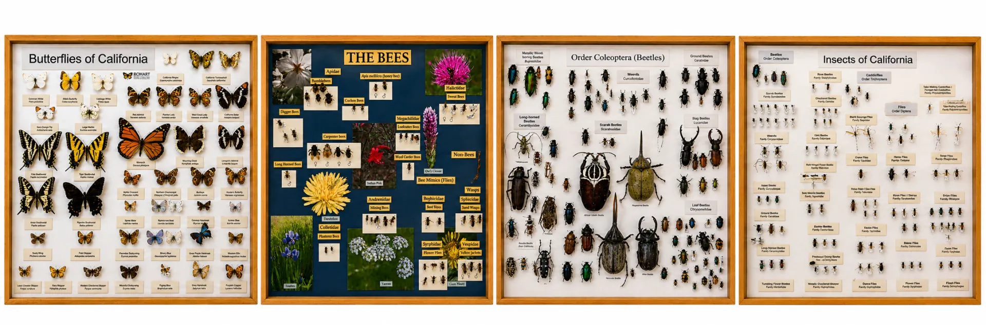 insect displays from the Bohart Museum of Entomology