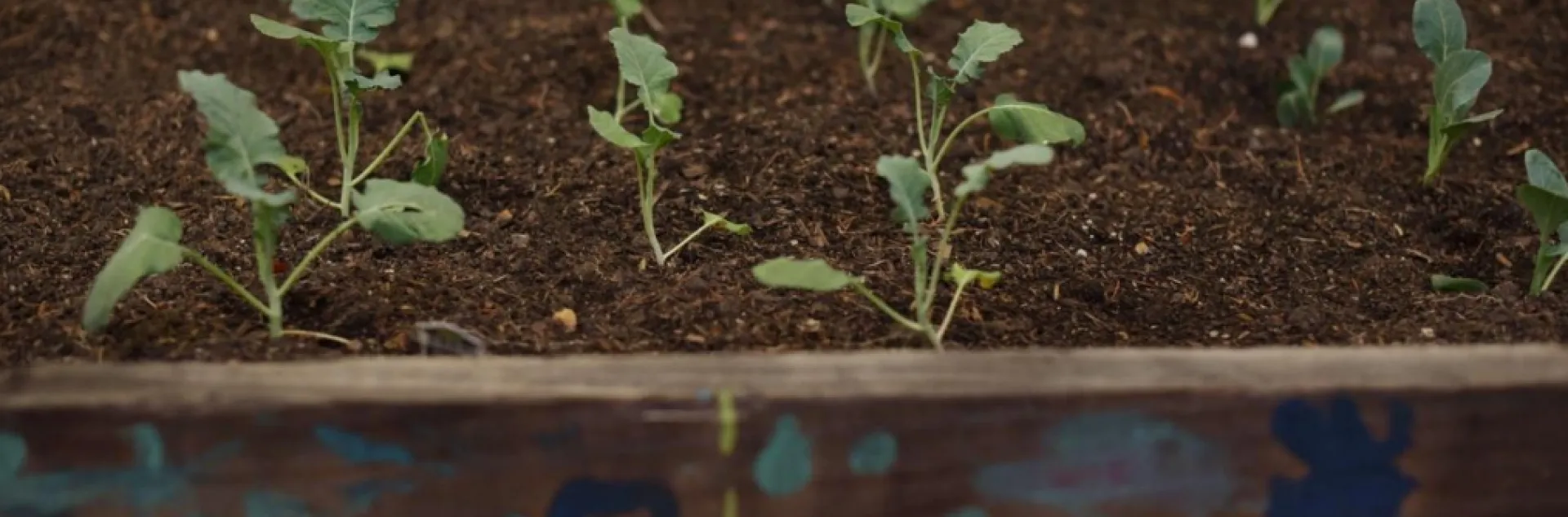 garden bed planted with broccoli seedlings