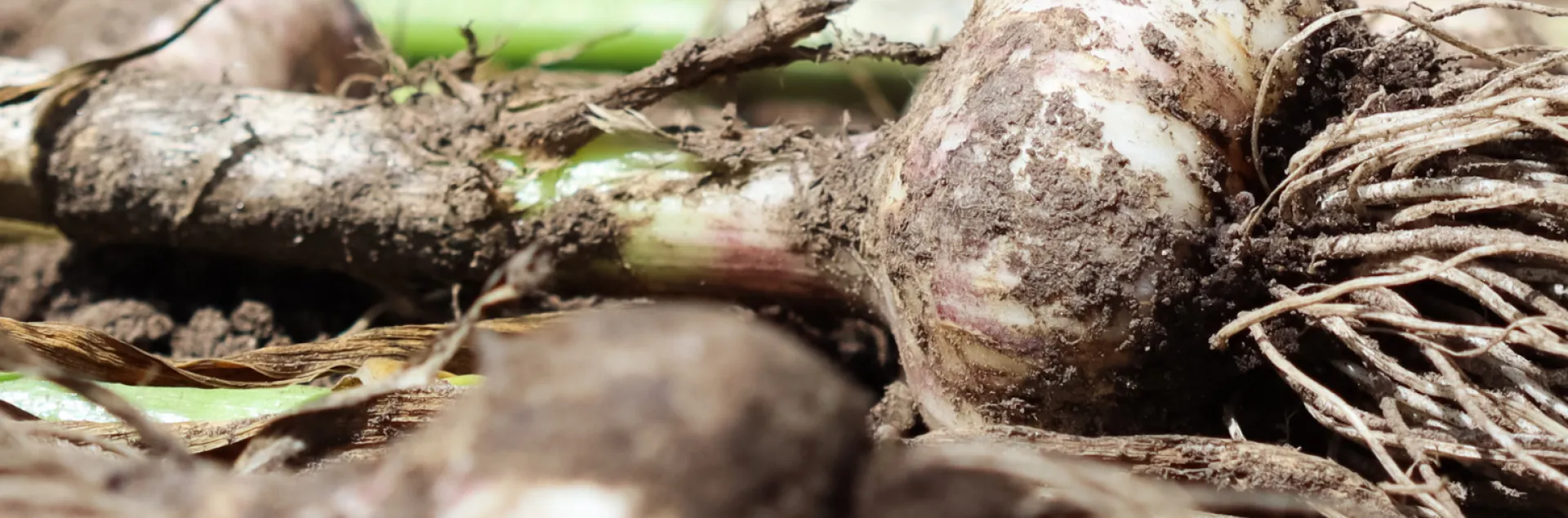 Photo of Garlic with soil still on it in a garden.