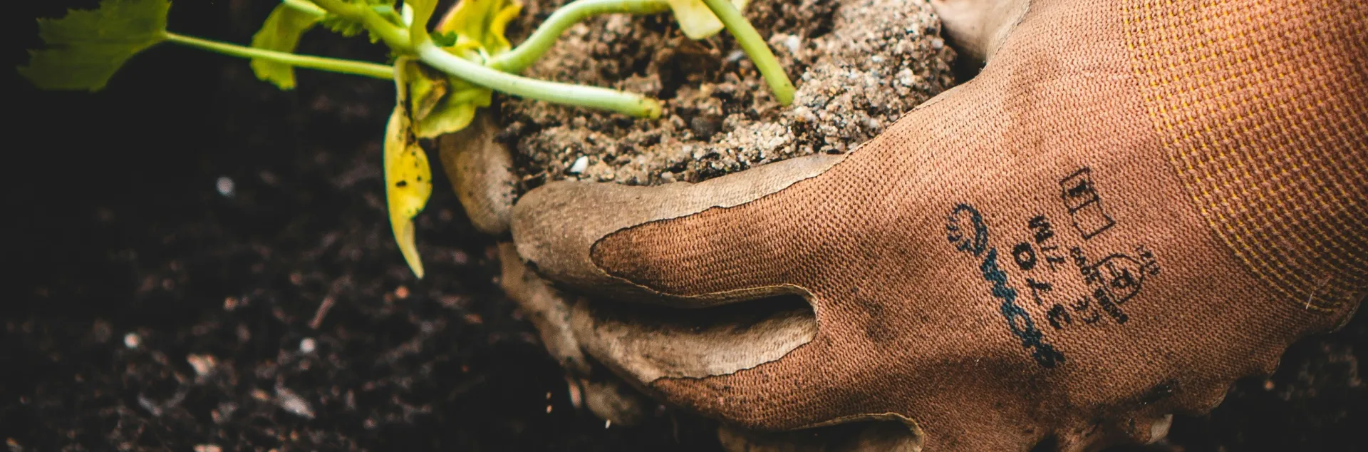 gloved hands holding a seedling in a clump of soil