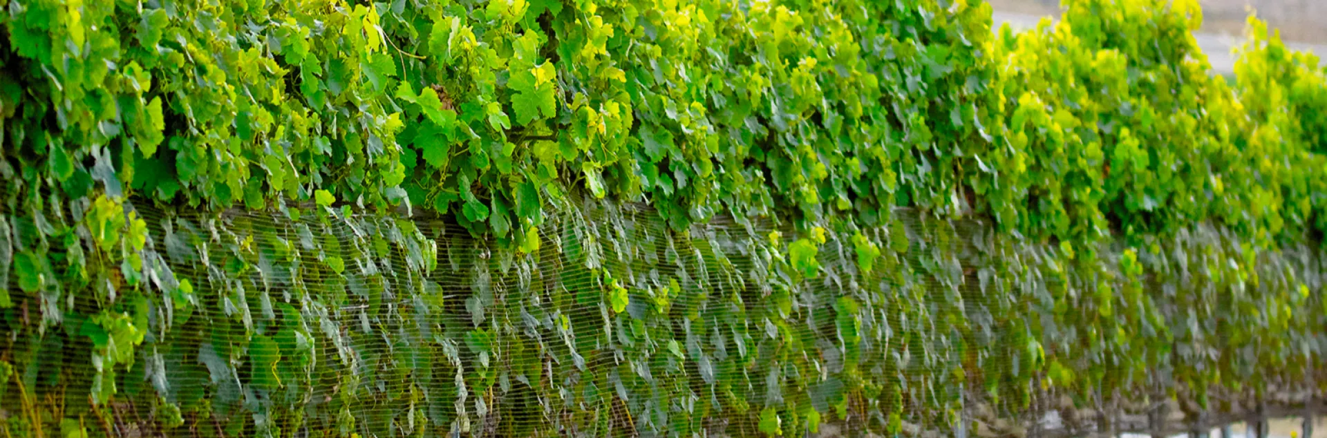 grape vines