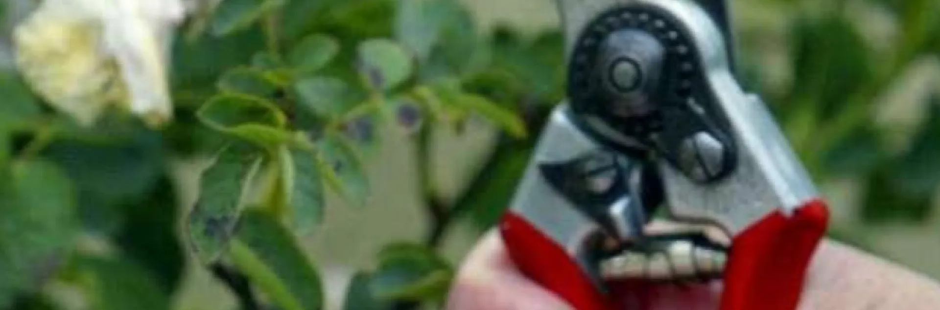 hands holding pruners and a rose bush