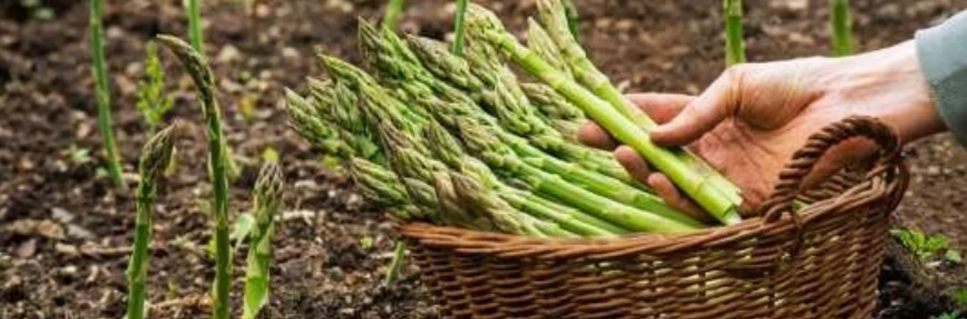 harvested asparagus in a basket next to asparagus growing out of the ground