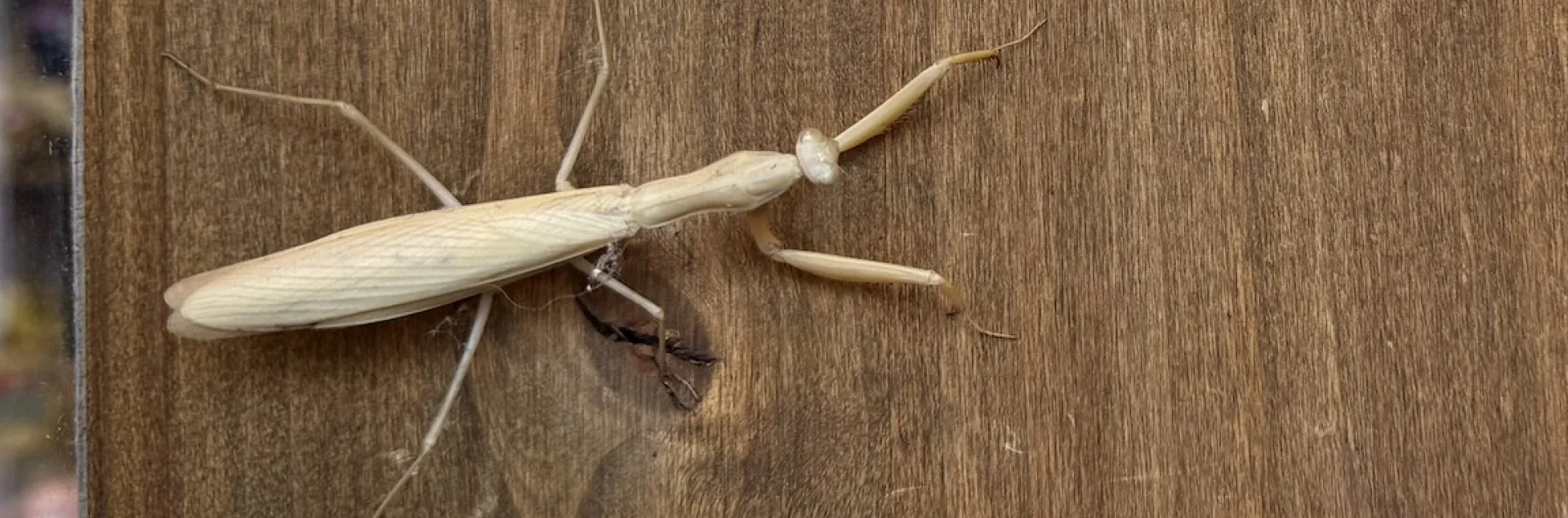 A praying mantis hanging out at The Artisan, Vacaville.