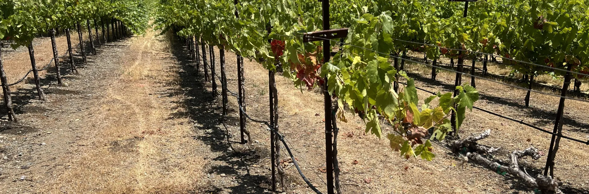 a row of grape vines with drip hoses strung about halfway between the ground and the leaves