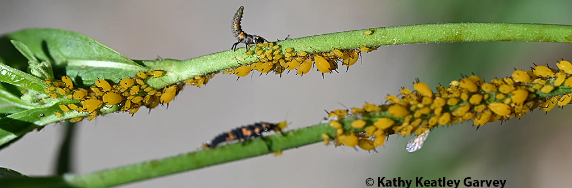 Lady beetle larvae eating aphids. (Photo by Kathy Keatley Garvey)