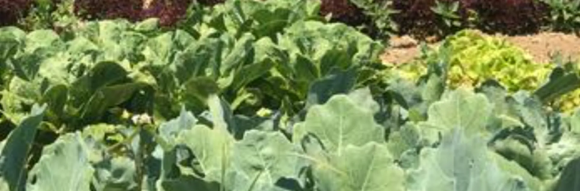 lettuce, kale, and collard plants in the ground