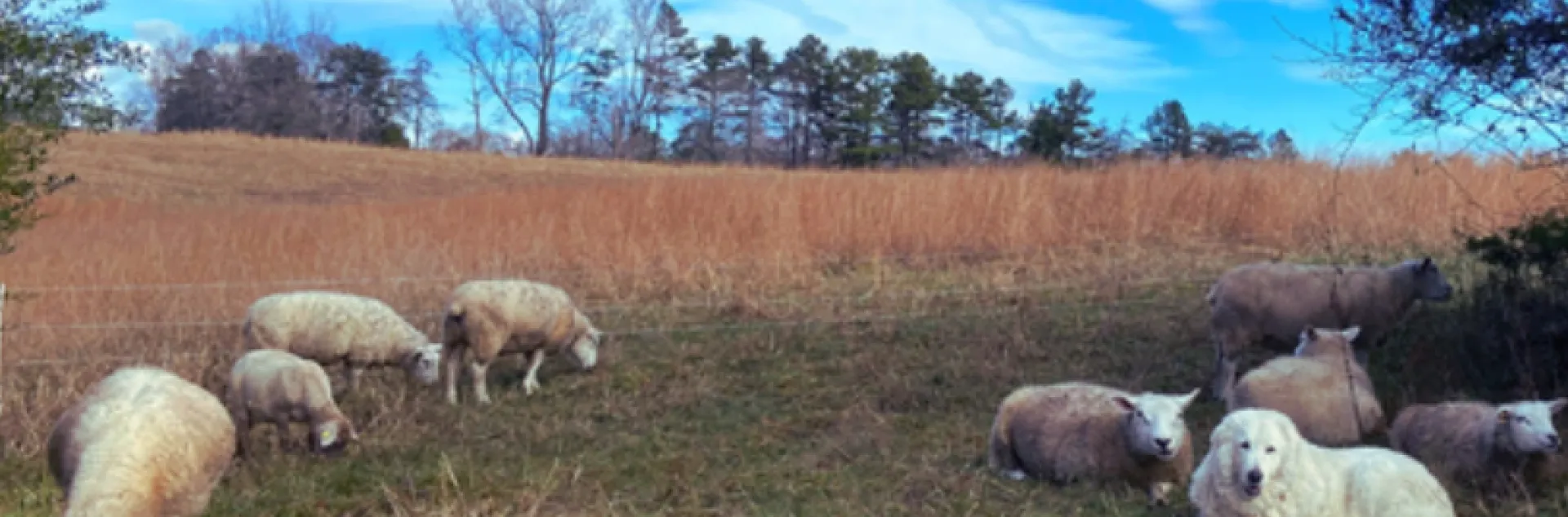 livestock protection dog watching over a flock of sheep