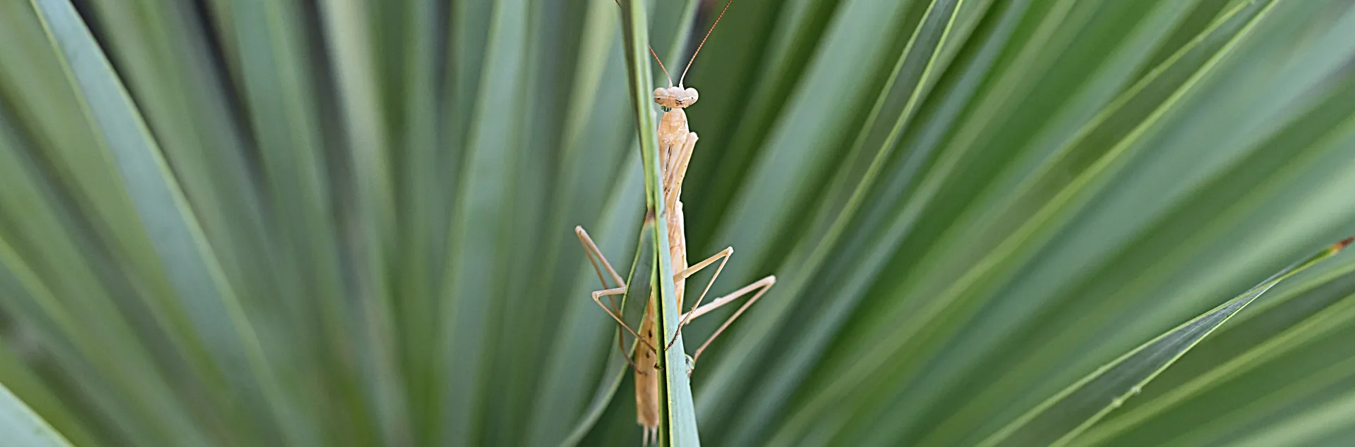 Mantis in a yucca plant. (Photo by Kathy Keatley Garvey)