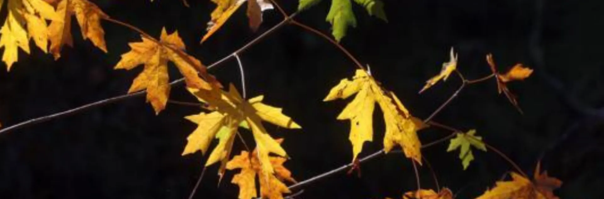 multicolored autumn leaves on branches