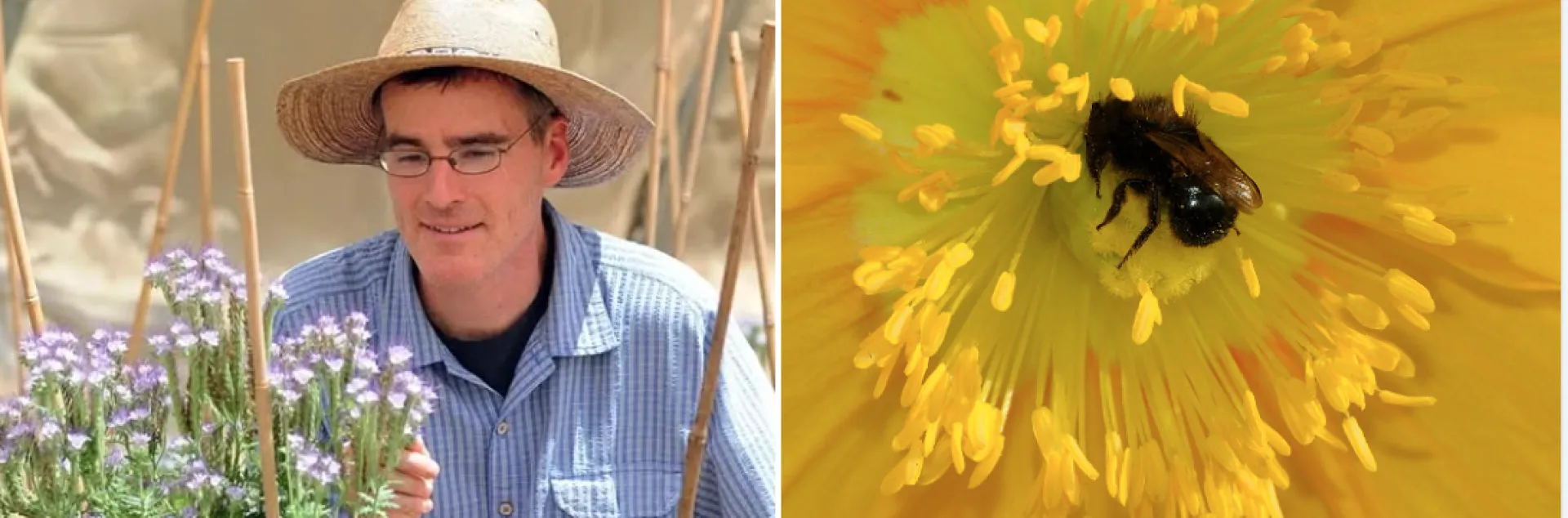 Neal Williams and a native bee