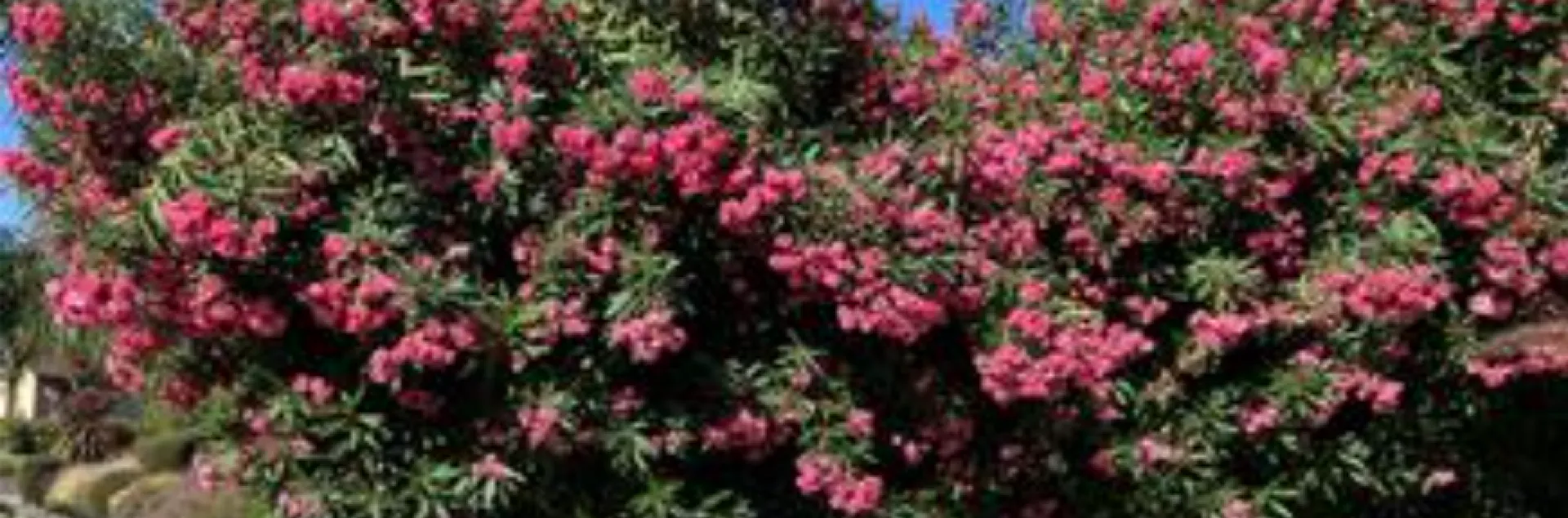 oleander bush with pink flowers blooming